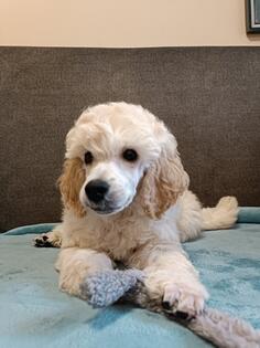 Štenci srednje pudle na prodaju