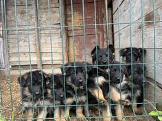 Njemacki Ovcar Stenci