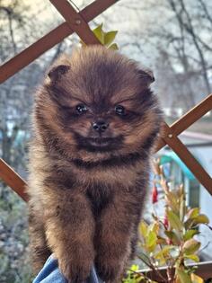 Pomeranac Boo