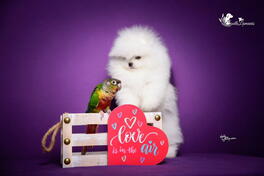 Veseli cistokrvni pomeranci spremni za novi dom 