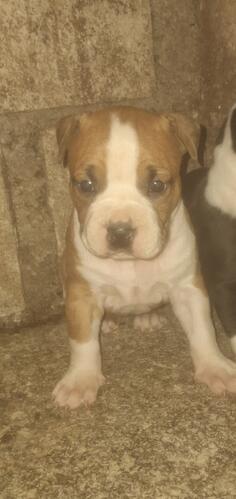 Prodajem dvije zenke americkog staforda