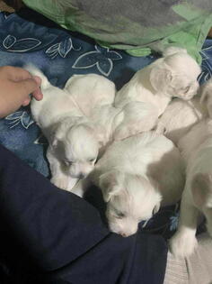 Stenci Maltezera za rodaju od sitnijih roditelja