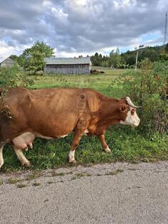 Prodajem steonu kravu