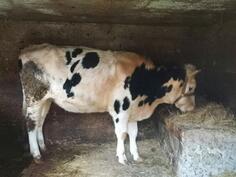 prodajem jalovu junicu staru 20mjeseci 