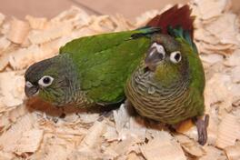 Branouhi papagaji moline pirhure vise boja