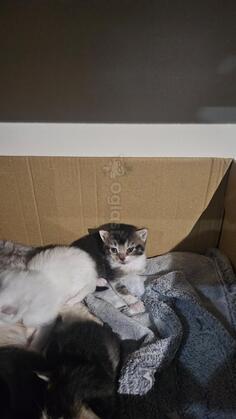 Prodajem britanske prelijepe macice