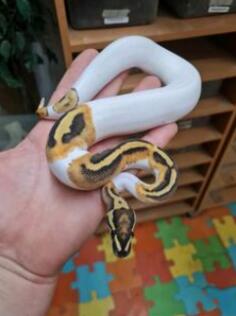 Prodajem loptastog pitona sa terarijumom