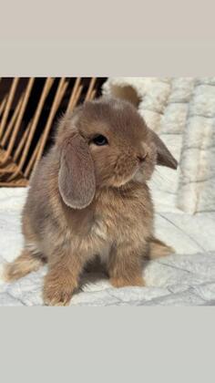 Prodajem patuljaste kunice