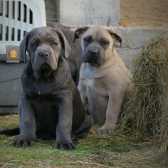 Cane Corso 