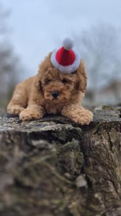 Prelepo štene pudle, ženka  