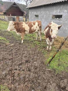 Prodajem dvije steone junice