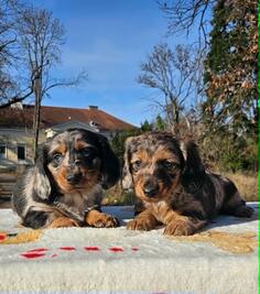 Dugodlaki jazavičar  