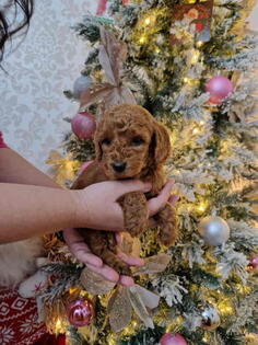 Preslatke malene toy pudle spremne za preuzimanje 