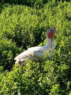 Продајем товне ћурке