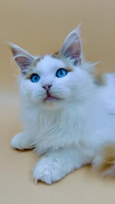 Maine Coon DBlueEyes musko mace