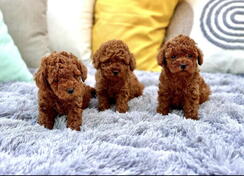 Najmanje pudle, od najlepsih roditelja 