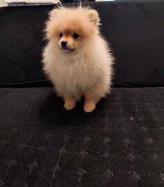 Štenci pomeranskog špica 