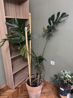 Monstera