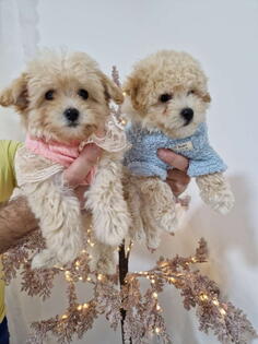 Preslatki maleni MALTIPOO stenci