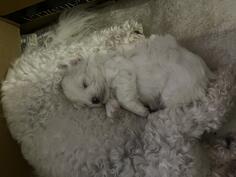 Prodajem stene Bisona