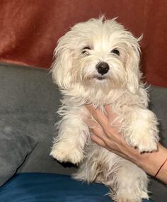 Prodajem 2 maltezera