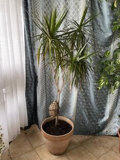 Dracena velika