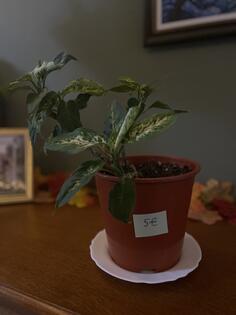 difenbahija kompaktа