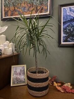 Dracena