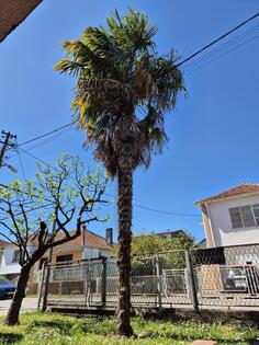 Palma (27 godina stara)