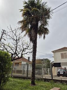 Palma (27 godina stara)