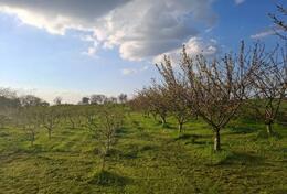 Poljoprivredno zemljište 11510m2 - Kikinda - > Okolina grada