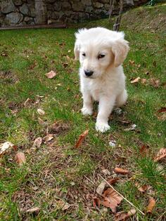 Stene zlatnog retrivera