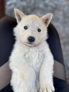 Bijeli svajcarski ovcar