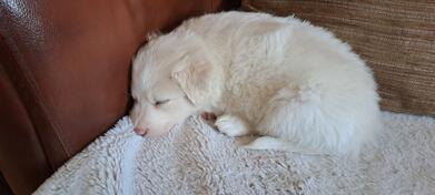 Border Collie, mužjak