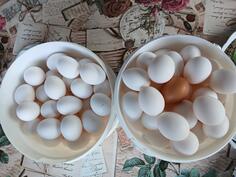 Domaća jaja sa otvorenog