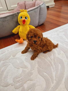 TOY PUDLE  