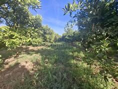 Poljoprivredno zemljište 2200m2 - Ulcinj - Zoganj