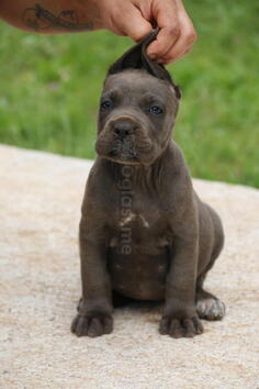 Cane Corso