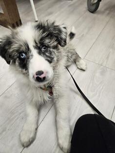 Border Collie (Merle) Štene