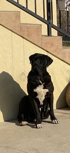 Srpski odbrambeni pas kučići