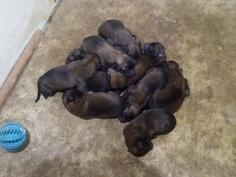 Stenci Belgijskog ovcara  - malinoe