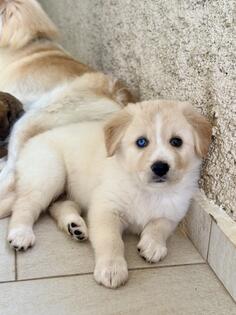 Poklanjamo stenad mix haskija i retrivera