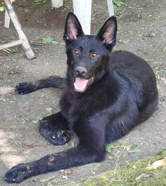 Crni nemački ovčar 