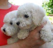 bolonjezer,bolonjski pas