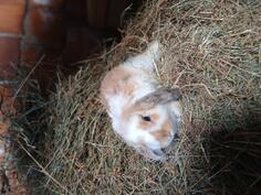 Mini lop ukrasni zečići izuzetni kućni ljubimci 