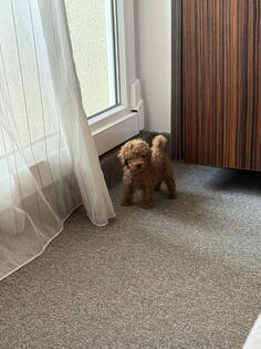 Prodajem mini Toy pudlu