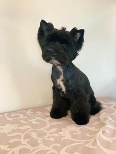 Mali šareni jorkširski terijer