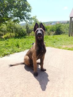 Belgijski ovčar Malinoa 