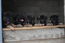 Njemački ovčar - štenad na prodaju 