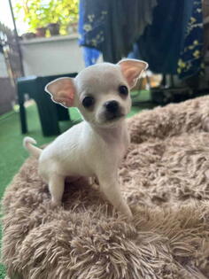 Čivava štenad prelepa  Chihuahua apple head  